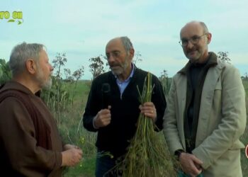 Condire la muscisca di pecora con semi di finocchio