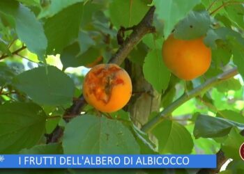 L’orto del convento: l’albicocco
