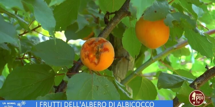 L’orto del convento: l’albicocco