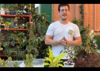 Mi prendo cura delle piante di chi è in vacanza