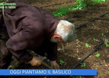 OGGI PIANTIAMO IL BASILICO