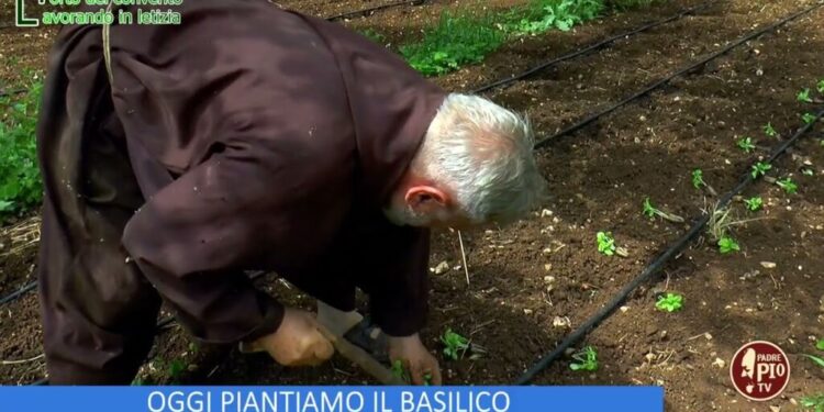 OGGI PIANTIAMO IL BASILICO